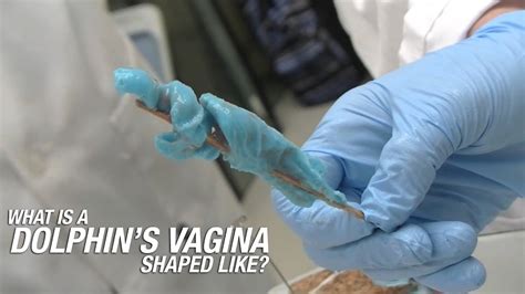 kamera in der vagina|File:Penis ejaculates inside a vagina.webm